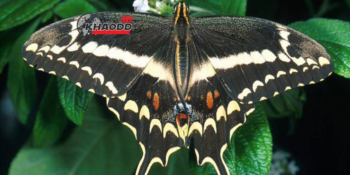 Schaus Swallowtail 15 สายพันธุ์ผีเสื้อ