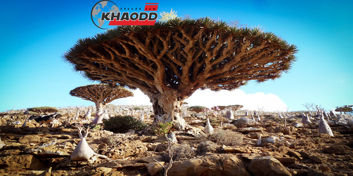 4.Socotra Island , Yemen