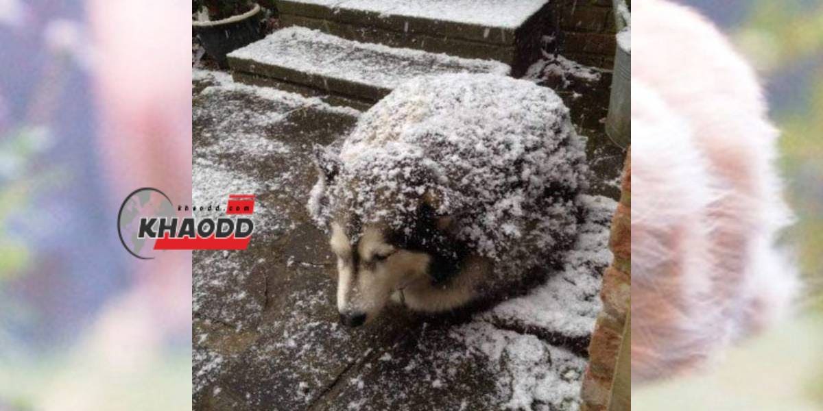 ภาพน้องหมาที่ถูกหิมะคลุมตัว