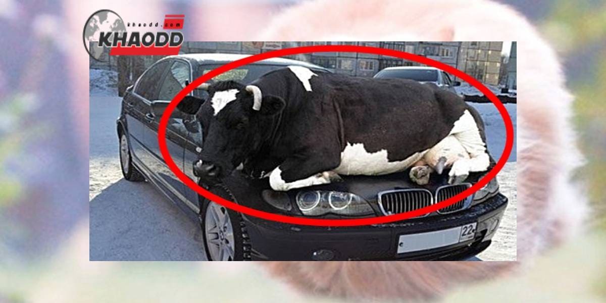 ภาพวัวตัวนึงนอนทับอยู่บนรถหรู