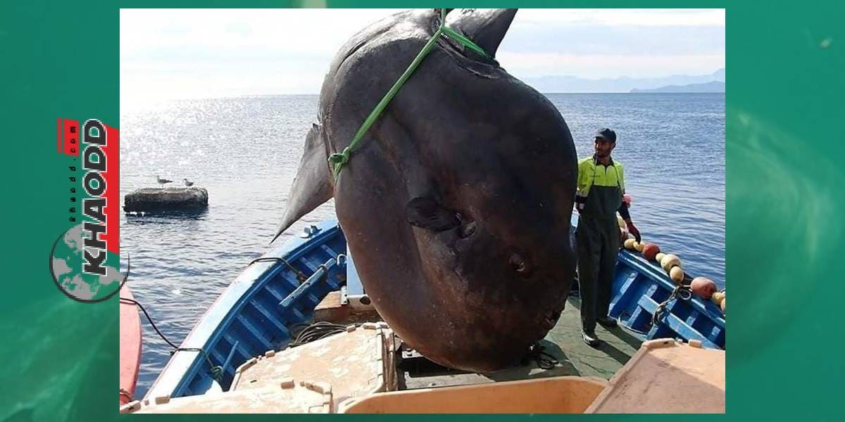 พบปลาซันฟิชยักษ์ คาดหนักกว่า 4,000 ปอนด์ ติดอวนชาวประมงมา