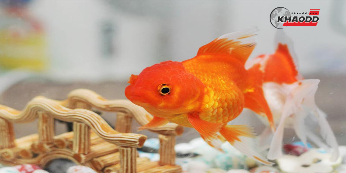 3. ปลาทอง (Goldfish)