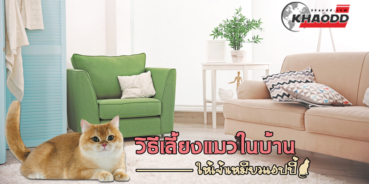 9 วิธีเลี้ยงแมวในบ้าน 1