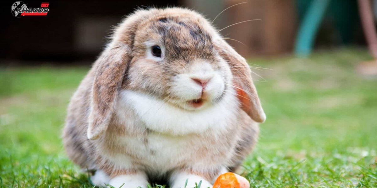 ราศีตุล – กระต่าย
