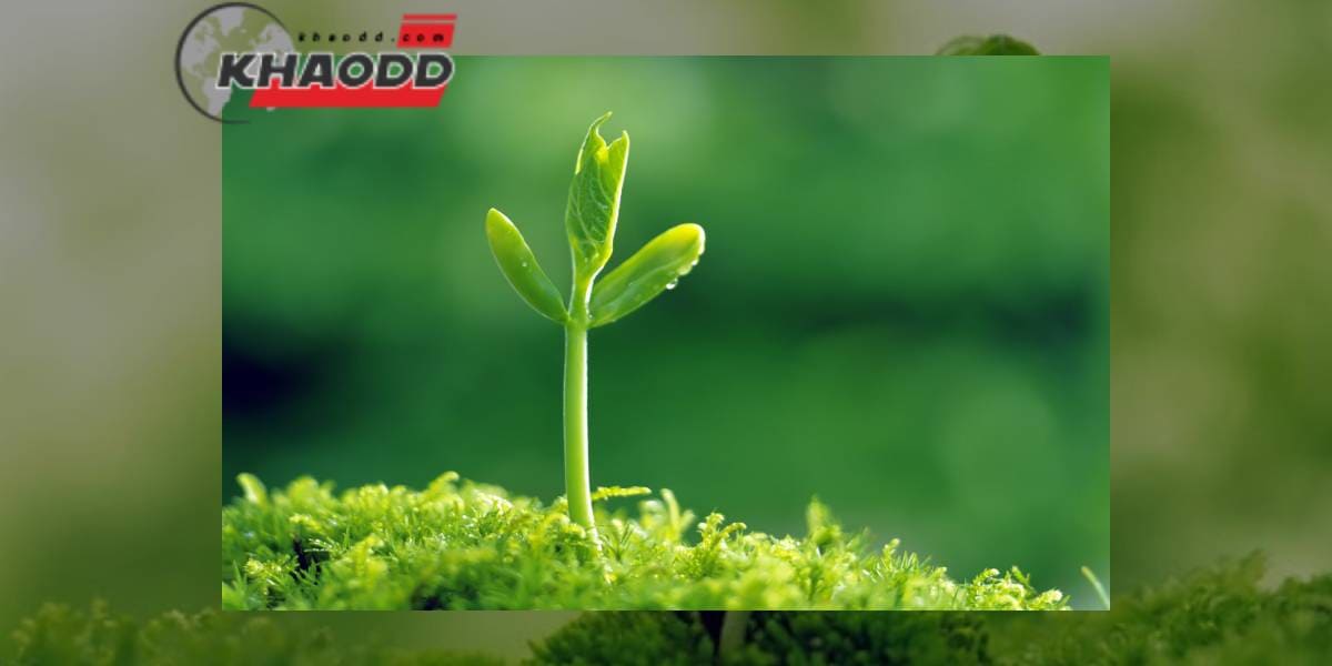 คำว่า "สีเขียว" นั้นมาจากคำภาษาอินโด-ยูโรเปียนโปรโต-อินโด-ยูโรเปียนโบราณ ซึ่งแปลว่า "เติบโต"