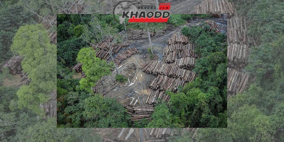 การหั่นและทำร้ายต้นไม้ในป่าอเมซอนเติบโตขึ้นในช่วงการบริหารของ 'ประธานาธิบดี Jair Bolsonaro'
