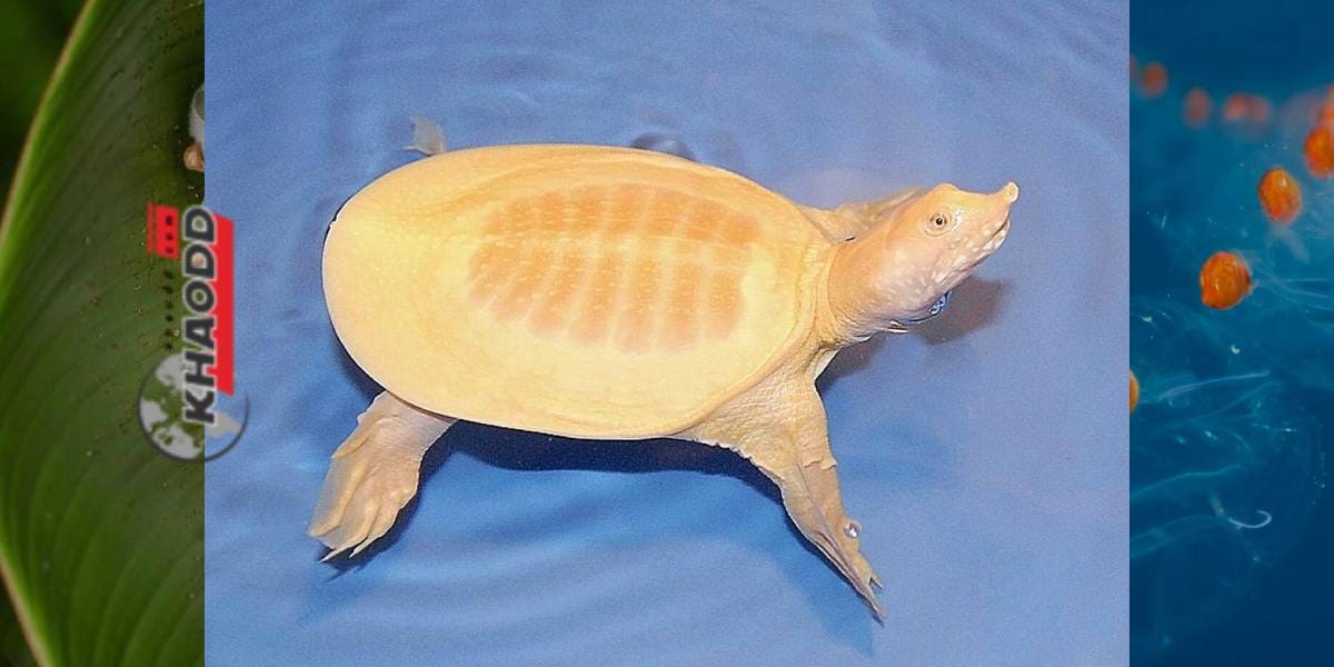 เต่ากรูจีนเผือก (The Albino Chinese softshell turtle)