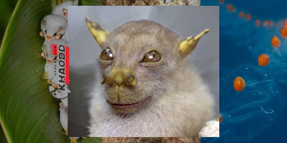 ค้างคาวผลไม้จมูกหลอด Nendo (The Nendo tube-nosed fruit bat)