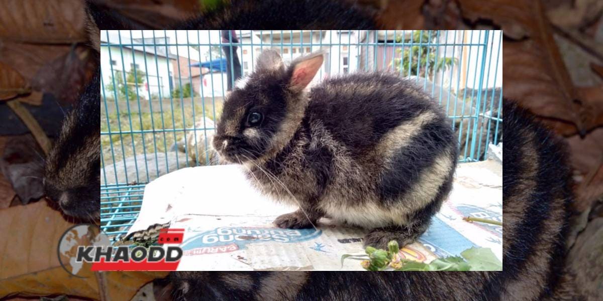 กระต่ายที่หายากที่สุดในโลก ได้รับการช่วยชีวิตในอินโดนีเซีย หลังถูกวางขายบน Facebook