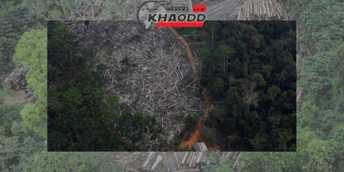 บราซิล: อเมซอนเห็นระดับการตัดไม้ทำลายป่าเลวร้ายที่สุดในรอบ 15 ปี