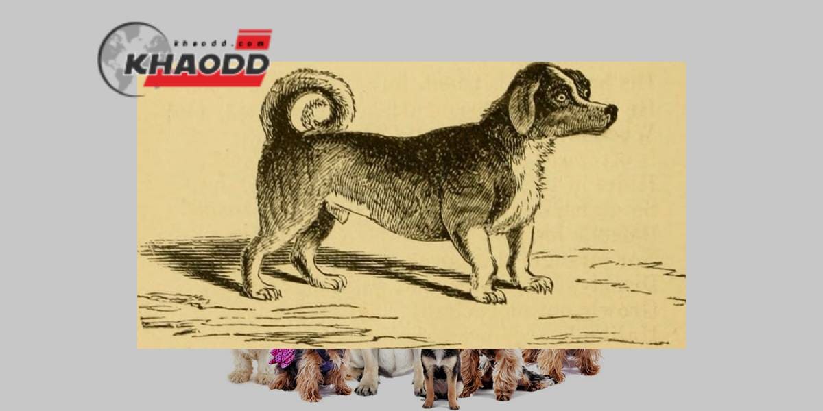 Whisky เป็นสุนัข "turnspit" taxidermy ซึ่งเป็นสมบัติชิ้นสุดท้ายของสายพันธุ์โบราณที่เสียชีวิตในยุควิกตอเรีย