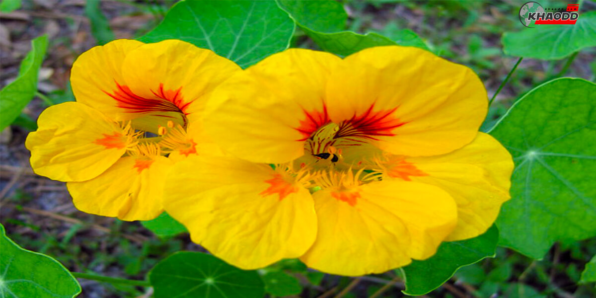 ดอกแนสเตอร์ชัม หรือ Nasturtium