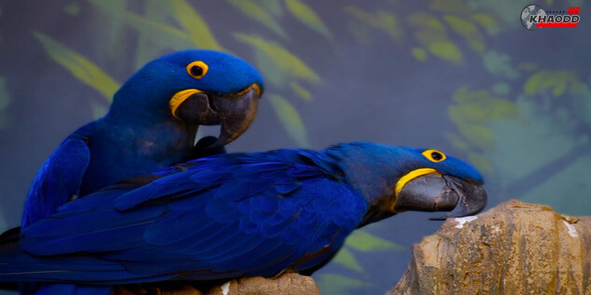 10 สัตว์เลี้ยงราคาแพง-Hyacinth Macaw-2