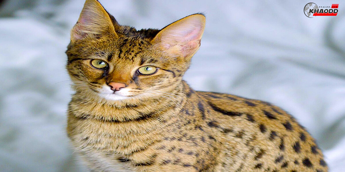 Savannah cat ถือว่าเป็นแมวที่มีราคาแพง