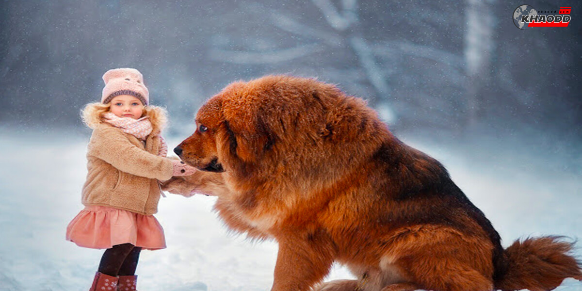 10 สัตว์เลี้ยงราคาแพง-Tibetan Mastiff
