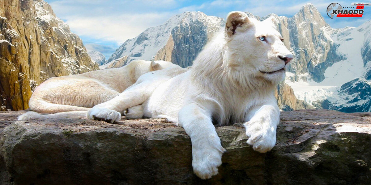 White Lion-1
