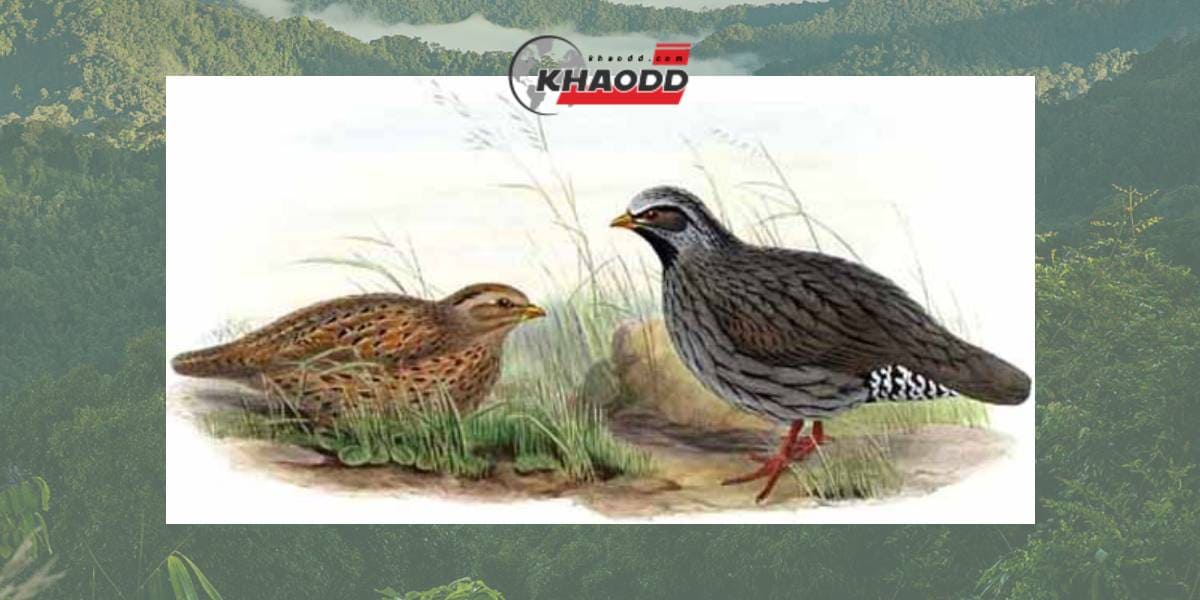 ค้นหาพันธุ์นกหายาก Himalayan quail ถูกค้นพบล่าสุดเมื่อปี 1877 ในอินเดีย
