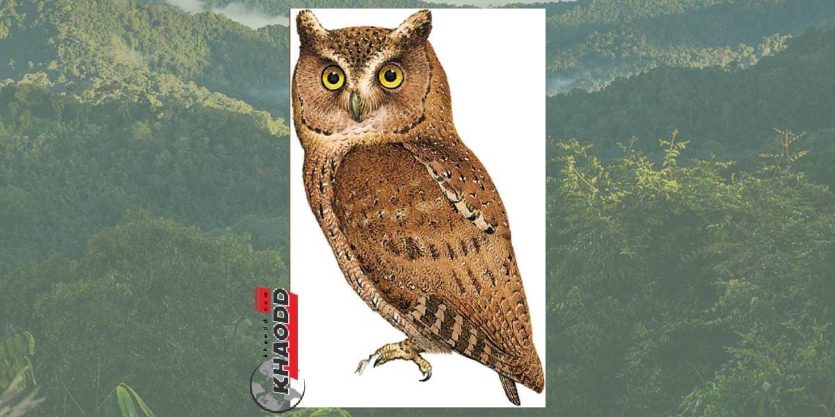 ค้นหาพันธุ์นกหายาก Siau scops-owl ถูกค้นพบล่าสุดเมื่อปี 1866 ในอินโดนีเซีย