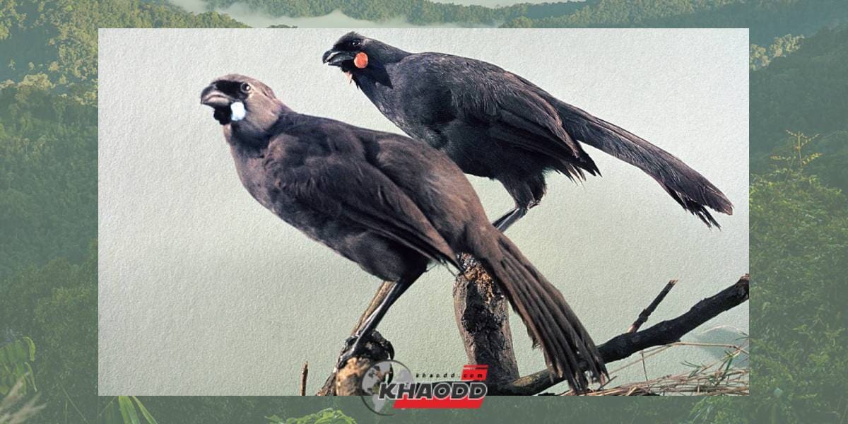 ค้นหาพันธุ์นกหายาก South Island kokako ถูกค้นพบล่าสุดเมื่อปี 2007 ในนิวซีแลนด์
