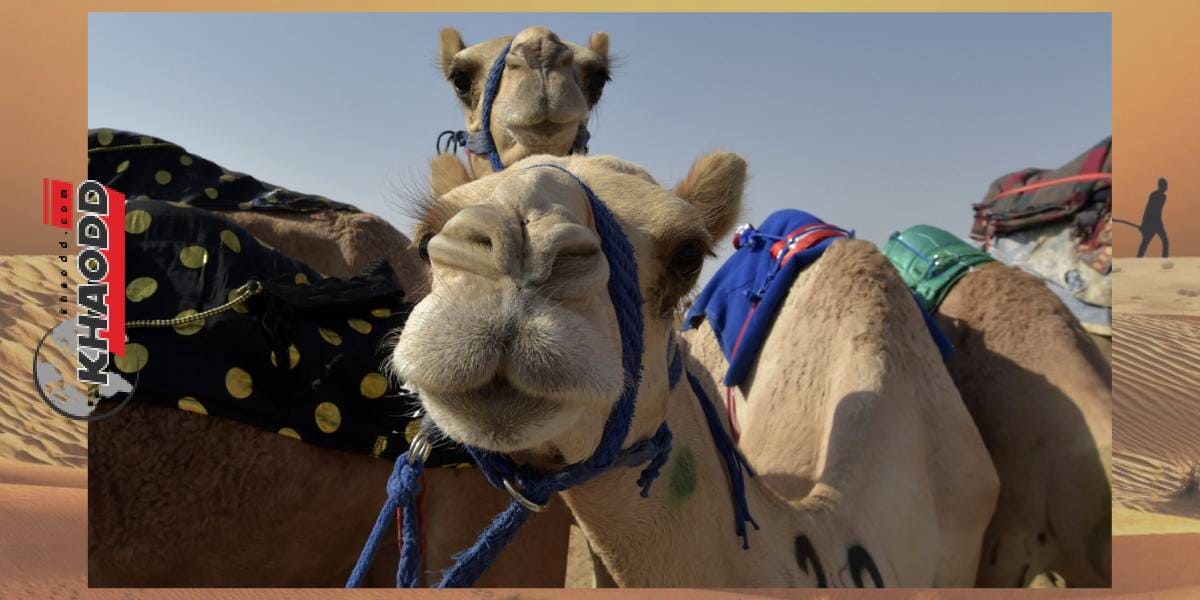 ซาอุดิอาระเบียมีการจัดแข่งขันอูฐสวยงามขึ้น ชื่องาน "King Abdulaziz Camel Festival"