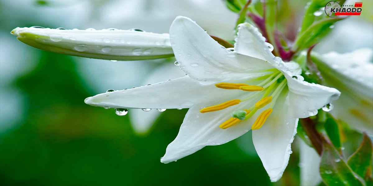 ผิวสวยด้วยดอกไม้-ดอกลิลลี่สีขาว