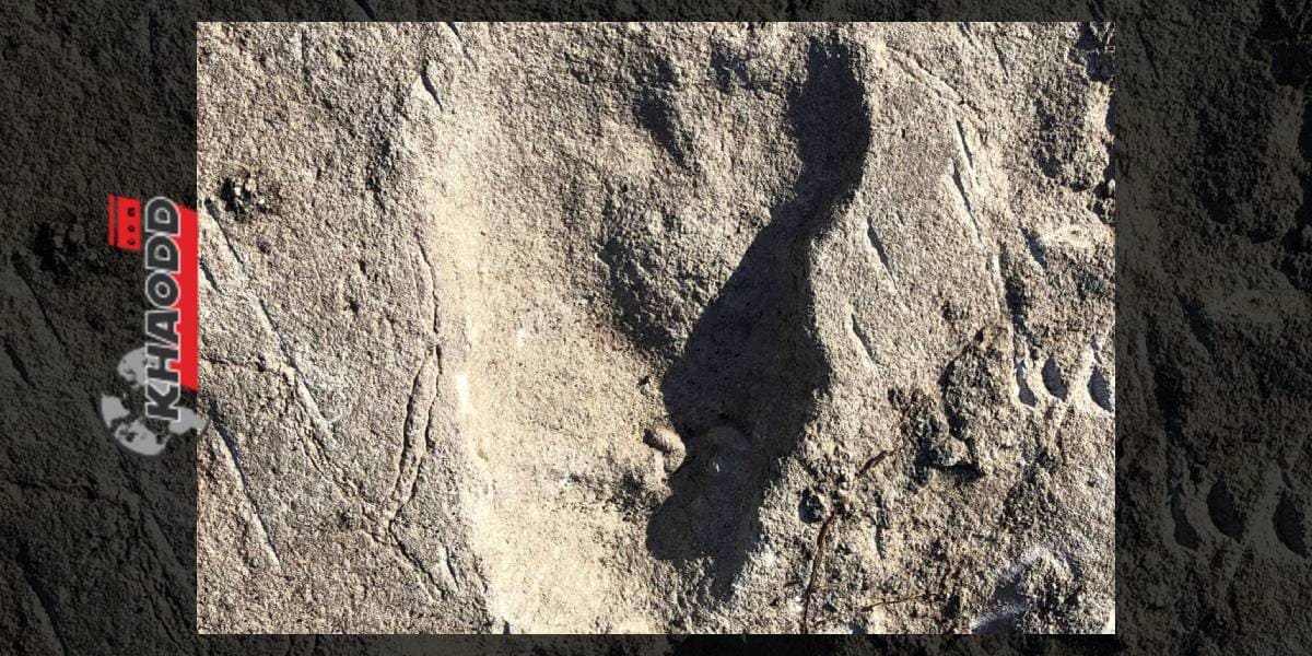 พบรอยเท้าโบราณปริศนา คาดว่าเป็นหมี อาจเกี่ยวกับต้นกำเนิดมนุษย์