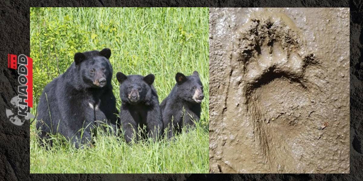 พบหมีเดินสองเท้าน้อยกว่า 1% ของเวลาทั้งหมด สิ่งนี้ทำให้ไม่น่าเป็นไปได้ที่หมีจะสร้างรอยเท้าที่ Laetoli โดยเฉพาะอย่างยิ่งเมื่อไม่พบรอยเท้าของบุคคลนี้เดินสี่ขา นักวิจัยกล่าว