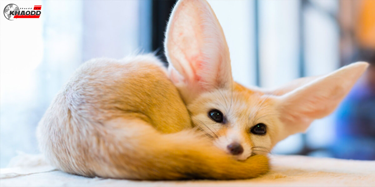 สัตว์น่ารักสุดแปลก-สุนัขจิ้งจอก (Fennec Fox)