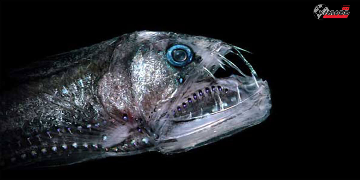 สัตว์ลึกลับ 10 Viperfish