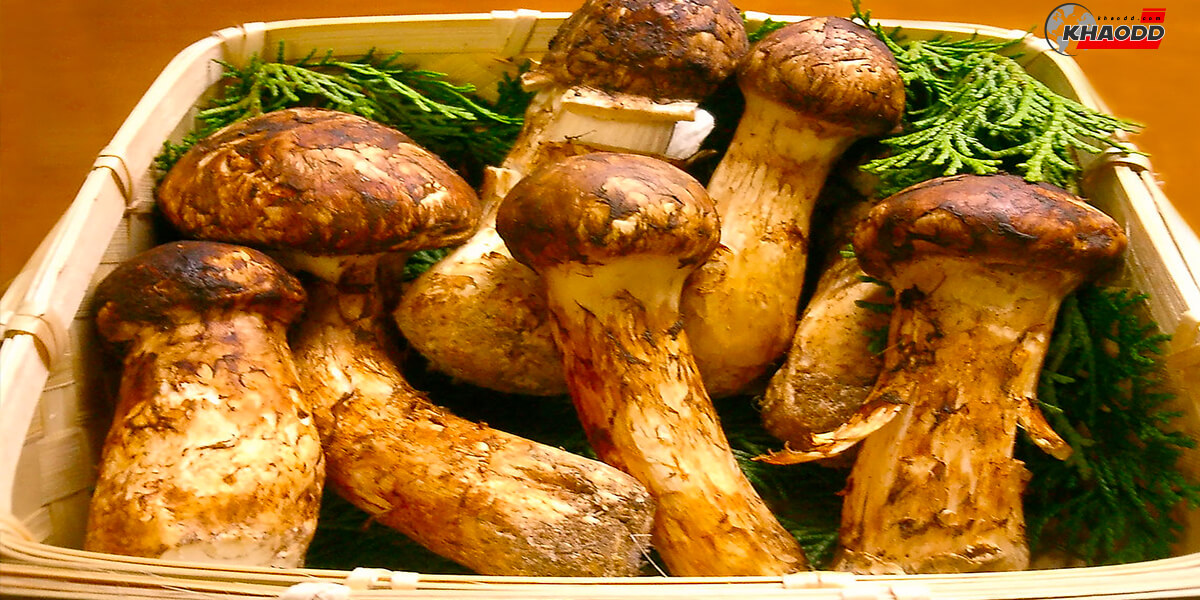 อาหารหรูสุดแพง-เห็ดมัตสึตาเกะ Matsutake