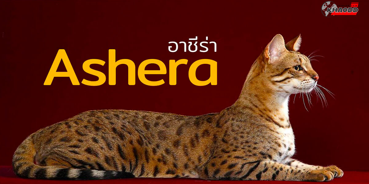 แมวค่าตัวแพง-Ashera