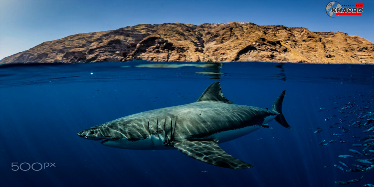 10 ภาพฉลามน่าดู-ฉลามสุดเท่