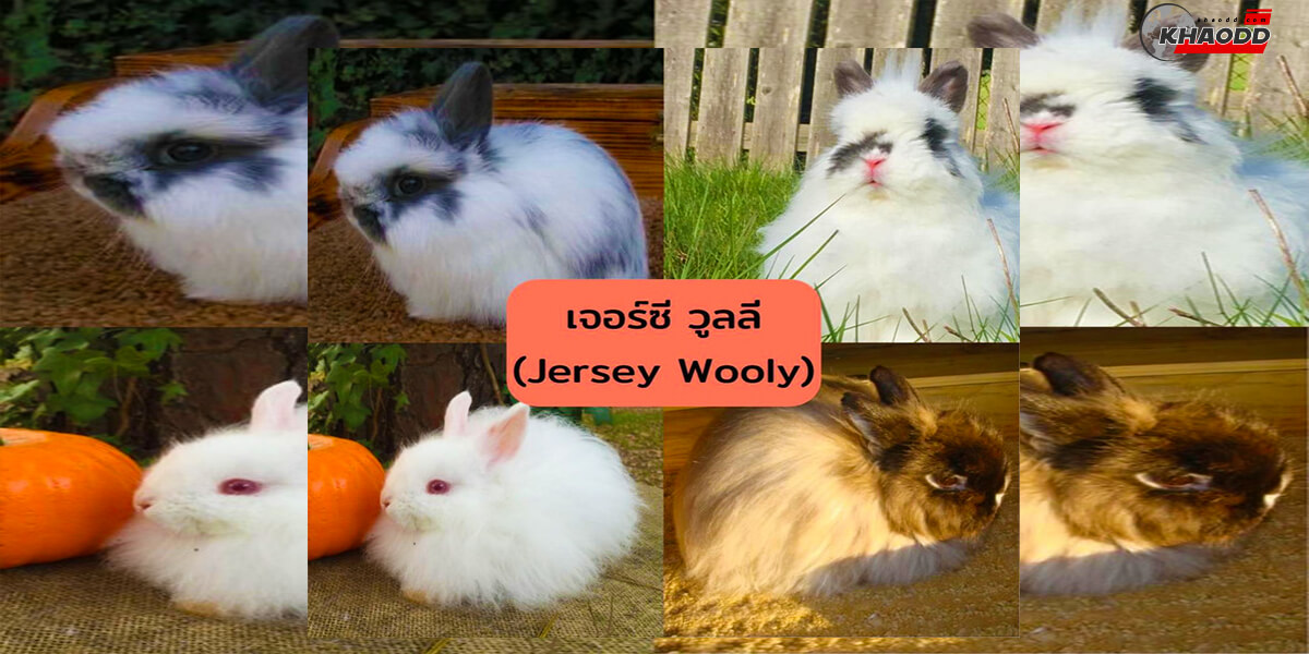 เจอร์ซี วูลลี (Jersey Wooly)
