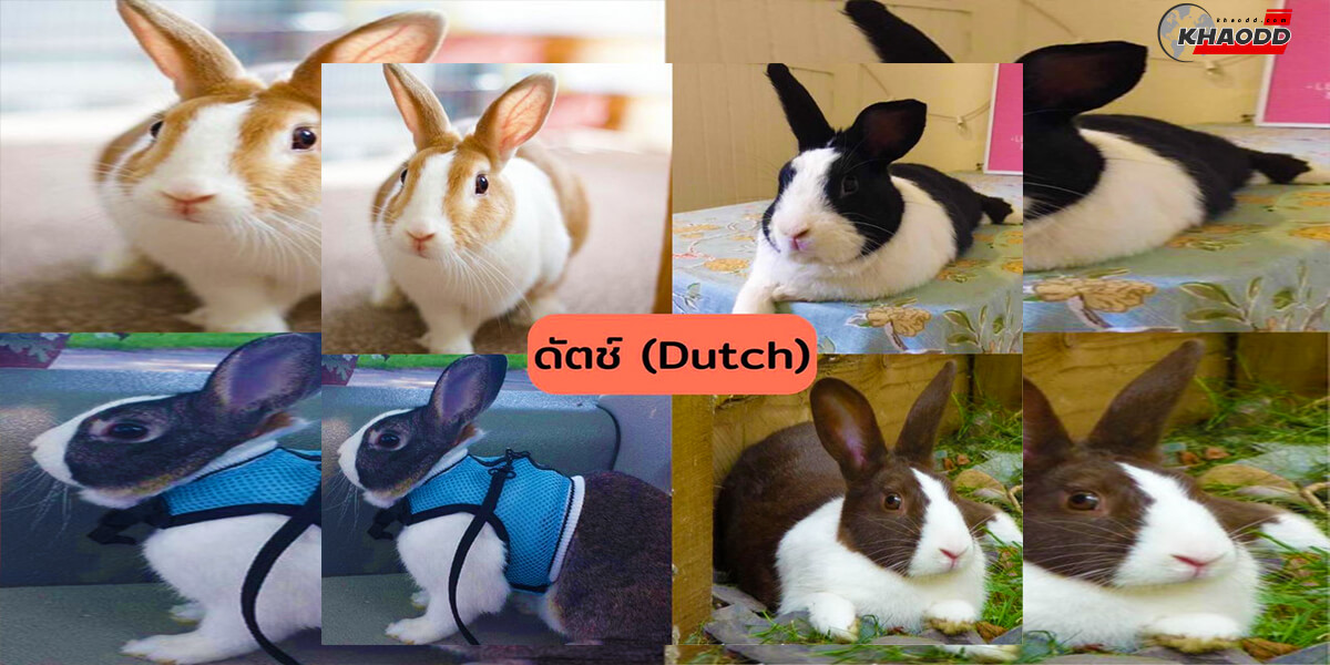 10 สายพันธุ์กระต่าย-ดัตช์ (Dutch)