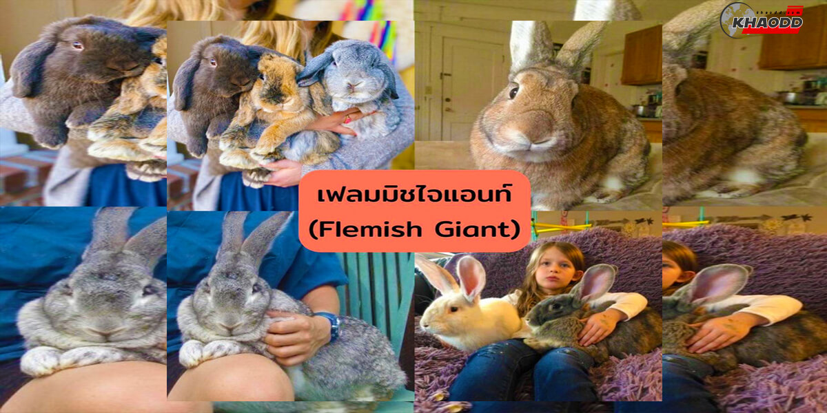 10 สายพันธุ์กระต่าย-เฟลมมิชไจแอนท์