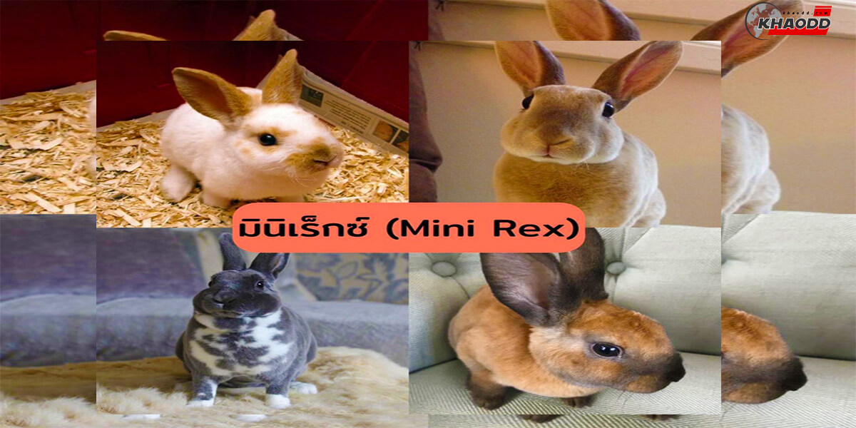 มินิเร็กซ์ (Mini Rex)