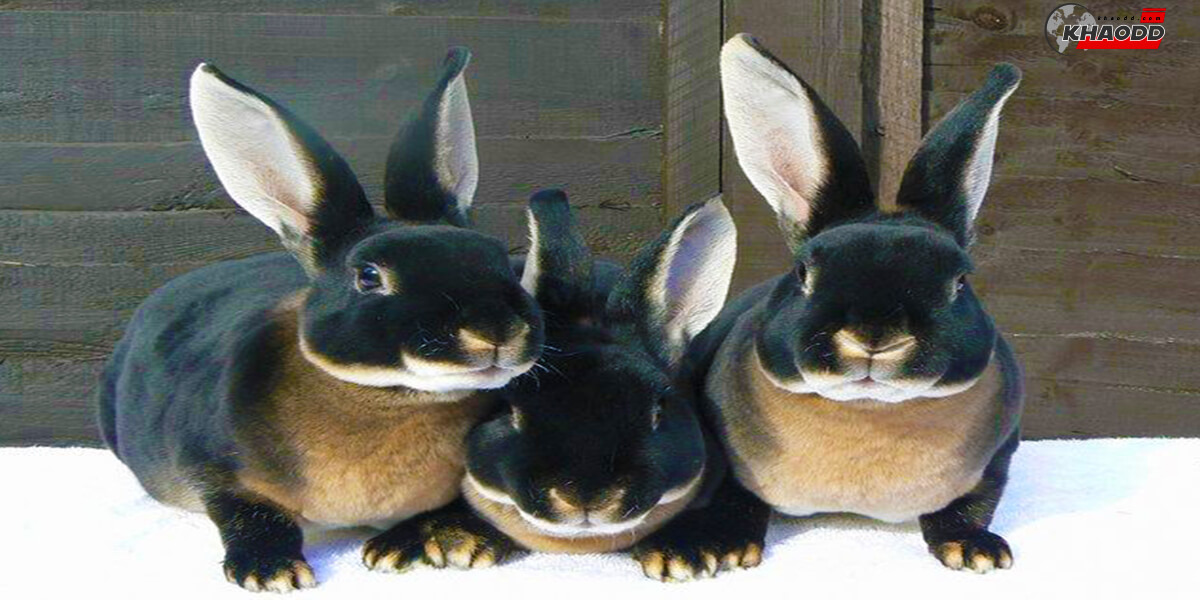 10 สายพันธุ์กระต่ายที่น่ารักและน่าเลี้ยงมาก