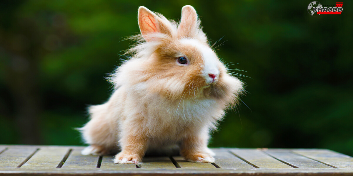 กระต่ายน่ารักน่าเอ็นดู