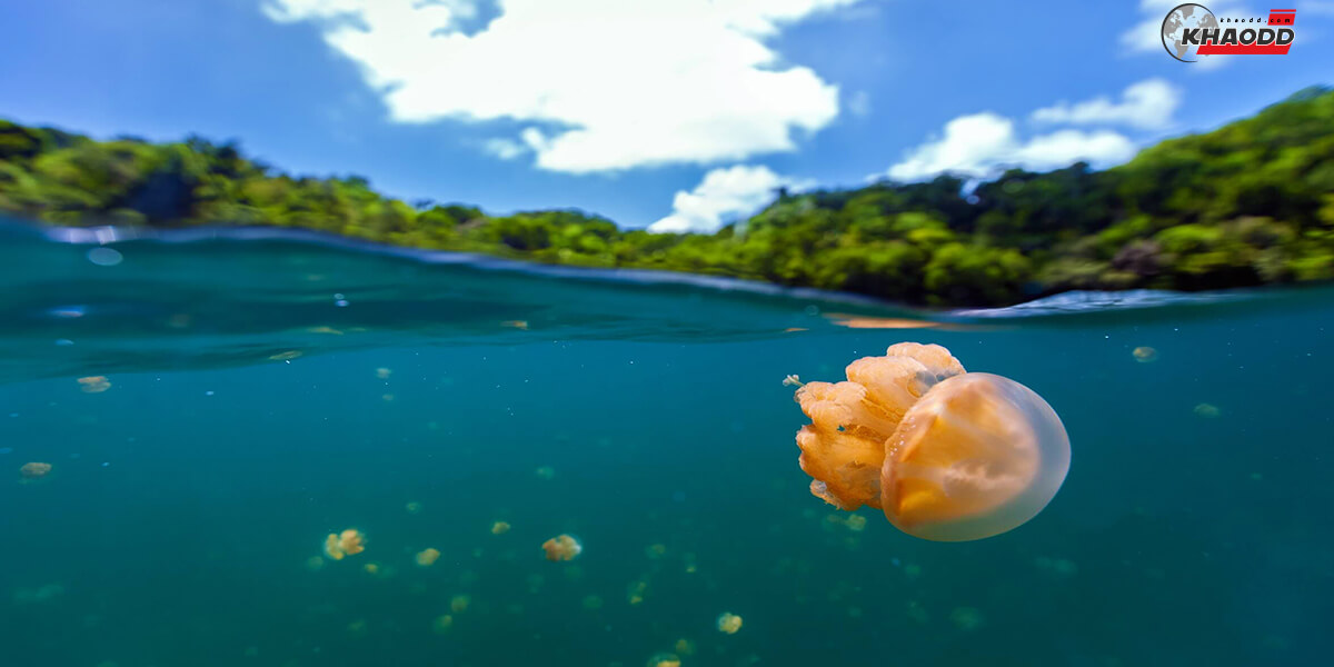 Jellyfish Lake, From Palau