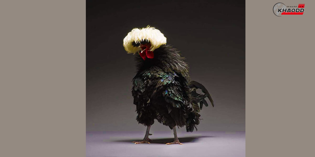 15 รูปถ่ายไก่ขนสวย-ที่สุดในโลก