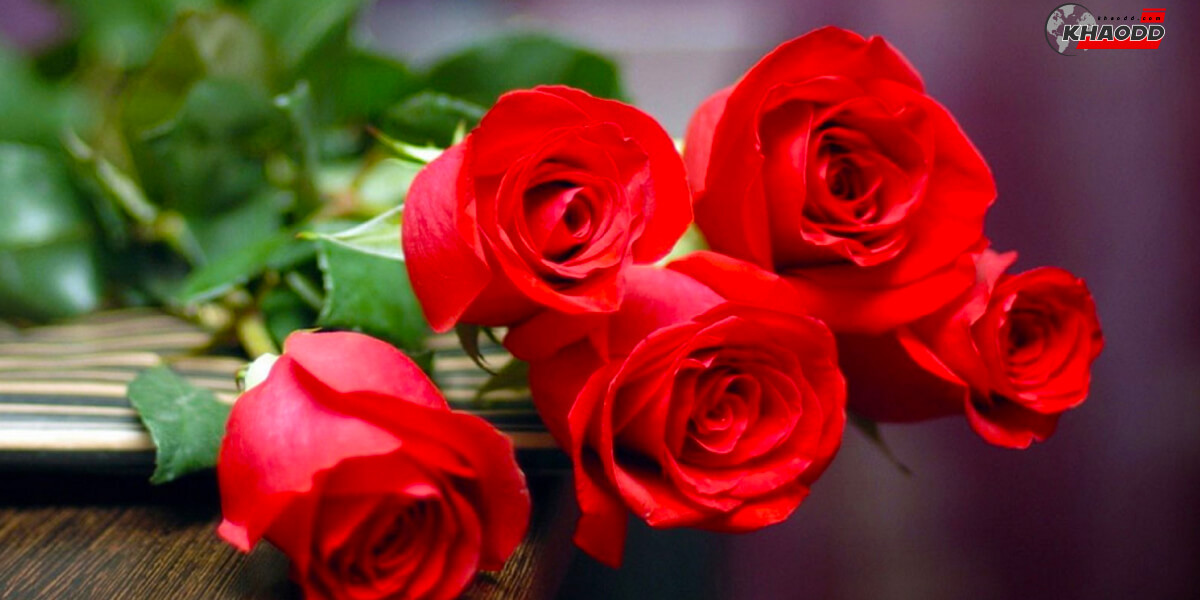 ดอกกุหลาบแดง สร้างความสัมพันธ์ให้อบอุ่นมาก