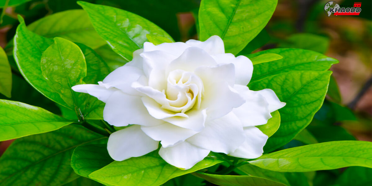 ดอกพุดสีขาวบริสุทธิ์นั้นคนในสมัยก่อนเชื่อว่าเป็นดอกไม้มงคล