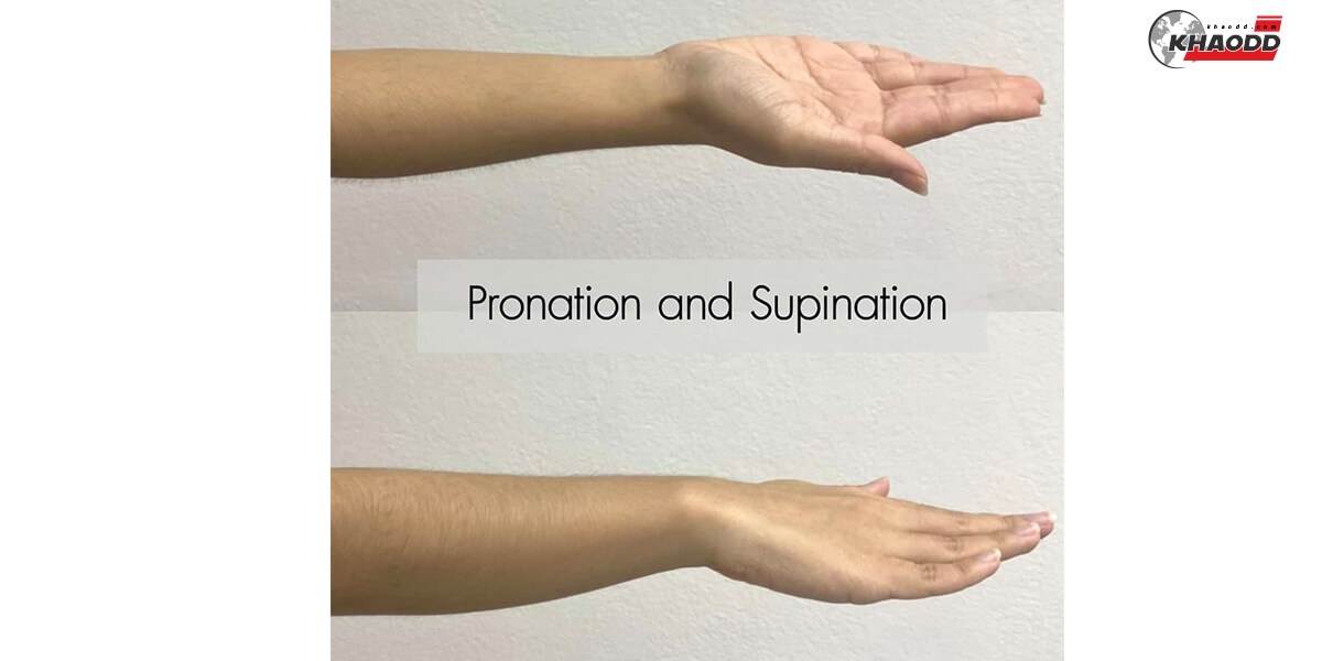 Pronation and Supination of The Forearm 
