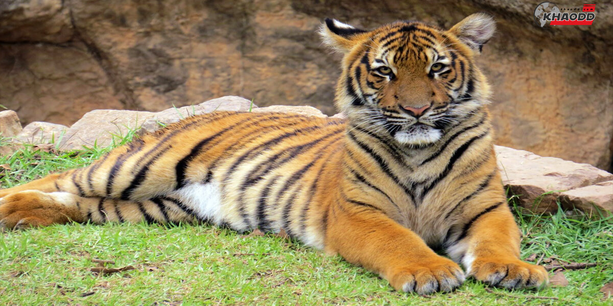 รวมภาพเสือน่ารัก-พี่นอนพึ่งตื่น