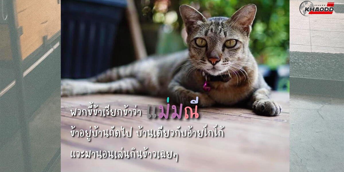 เห็นแมวนอนหน้าร้าน-เจ้ามณี