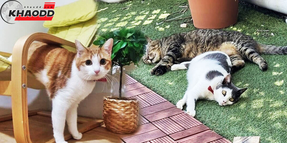 ข่าวเด่นออนไลน์ สาวญี่ปุ่น ตามหาแมวหาย 2 ตัว หายนาน 2 เดือน ให้รางวัลตอบแทนตัวละ 3 หมื่นบาท