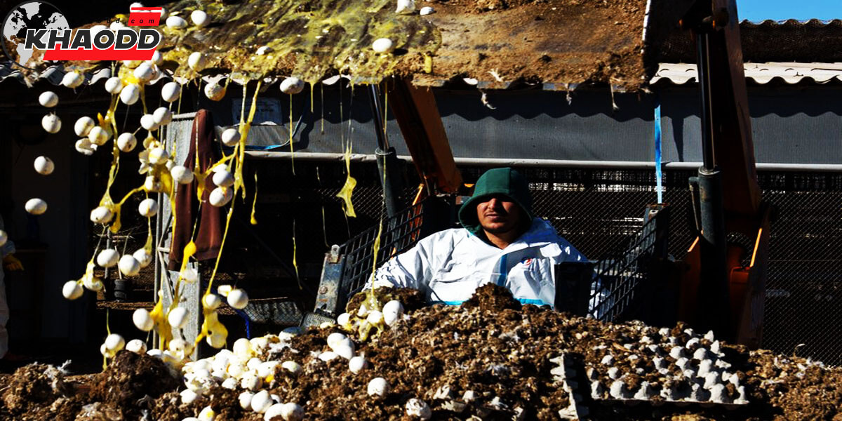 ข่าวรอบโลก อิสราเอล เทกระจาดไข่ไก่ & ไก่ หลายสิบฟาร์ม
