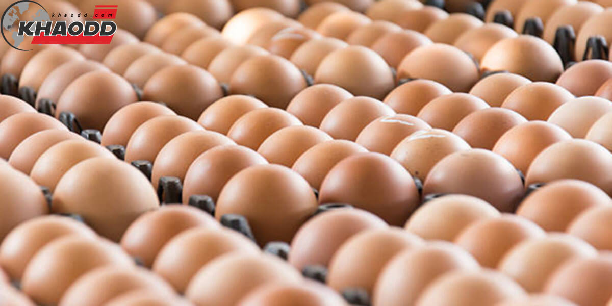 ข่าววันนี้ ไข่ไก่แพง ไม่ได้ปรับตามหมูแพง สาเหตุ อาหารสัตว์ ปรับสูง แม่พันธุ์ขาดตลาด