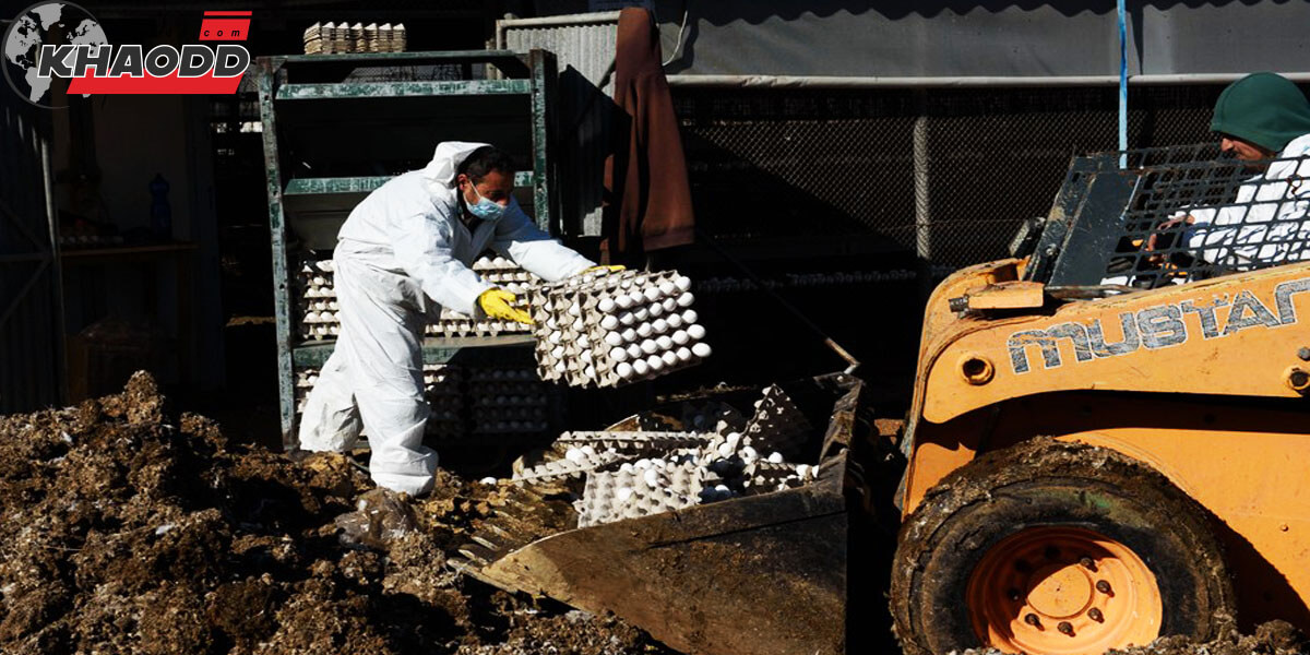ข่าวต่างประเทศล่าสุด อิสราเอล กำจัด ไข่ไก่ ไก่ สกัด ไข้หวัดนก H5N1 