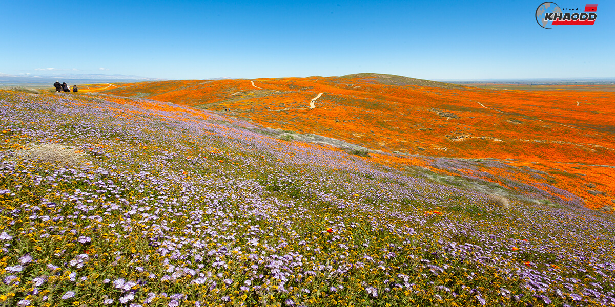 ทุ่งดอกป๊อปปี้ Antelope Valley California Poppy Reserve